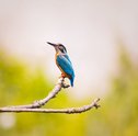 Aprenda Como Atrair Beija-Flor Para o Seu Jardim