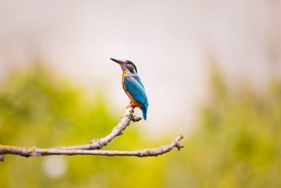 Aprenda Como Atrair Beija-Flor Para o Seu Jardim