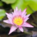 Conheça a Flor do Signo de Aquário