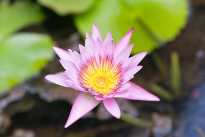 Conheça a Flor do Signo de Aquário