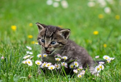 Lista de Plantas Seguras Para Gatos