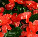 Aprenda Como Plantar Antúrio