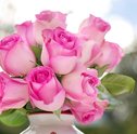 Conheça 5 Rosas da Amizade e seus Significados