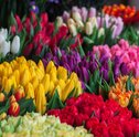 Tulipas no Vaso — Significados dessa Flor Rara!