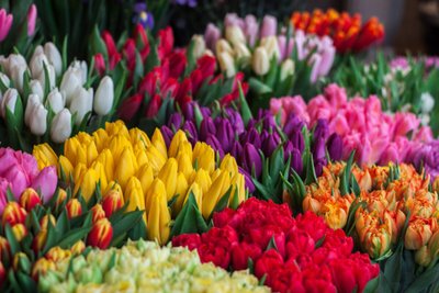 Tulipas no Vaso — Significados dessa Flor Rara!
