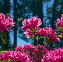 Flores de Inverno — Como Montar um Jardim de Inverno no seu Apartamento?