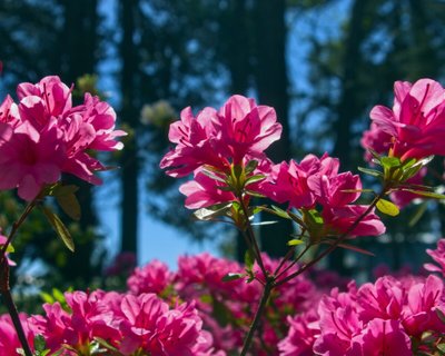 Flores de Inverno — Como Montar um Jardim de Inverno no seu Apartamento?