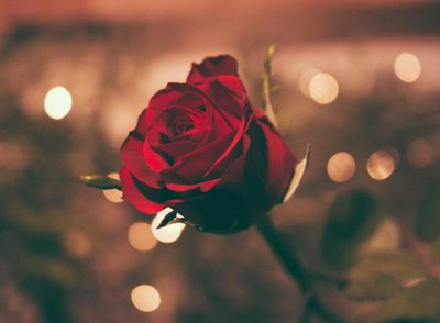 Mega Rosas em EVA — Conheça as Lindas Flores em EVA e suas Vantagens