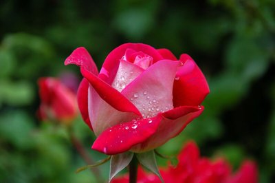Rosa Encantada na Pirâmide — Conheça o Lindo Presente Inovador e Duradouro!