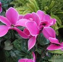 Flores de Inverno: Ciclame, Begônia e Outras Flores para Inspirar