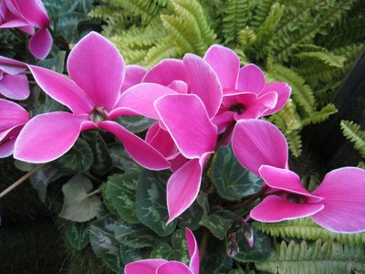 Flores de Inverno: Ciclame, Begônia e Outras Flores para Inspirar