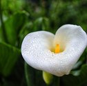 Copo de Leite | Saiba tudo sobre essa linda flor