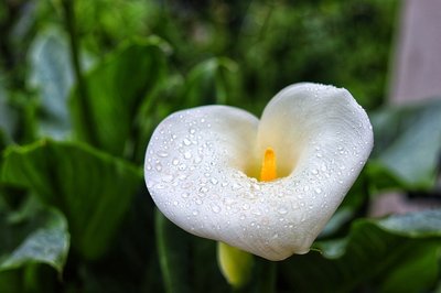Copo de Leite | Saiba tudo sobre essa linda flor