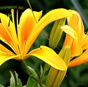 Flores que Estimulam a Criatividade — Conheça 3 Espécies para Ter no Trabalho