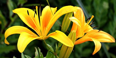 Flores que Estimulam a Criatividade — Conheça 3 Espécies para Ter no Trabalho