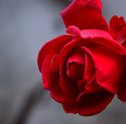 Cultivo de Rosas Colombianas — Aprenda a Cuidar dessa Flor Romântica e Especial!