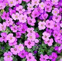 Cuidar do Jardim na Primavera — Dicas Para Essa Época do Ano