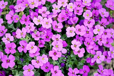 Cuidar do Jardim na Primavera — Dicas Para Essa Época do Ano