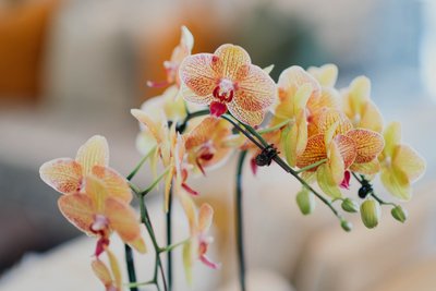 Cultivo de Orquídeas em Apartamentos — Tudo que Você Precisa Saber!