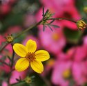Flores Fáceis de Cuidar — 3 Tipos de Flores Para Quem Não Tem Muito Tempo!