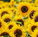 Setembro Amarelo — Girassol é o Símbolo da Campanha Contra Depressão e Suicídio