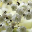 Aromaterapia das Flores — Quais Flores Têm Aromas que Nos Fazem Bem?