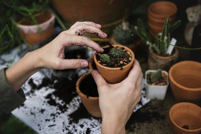 Como plantar cactos e cuidar deles? Entenda!