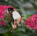 Jardins Exóticos — 4 Jardins Para Se Inspirar e Criar o Seu Próprio!