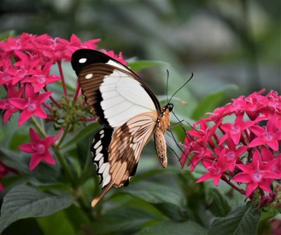 Jardins Exóticos — 4 Jardins Para Se Inspirar e Criar o Seu Próprio!