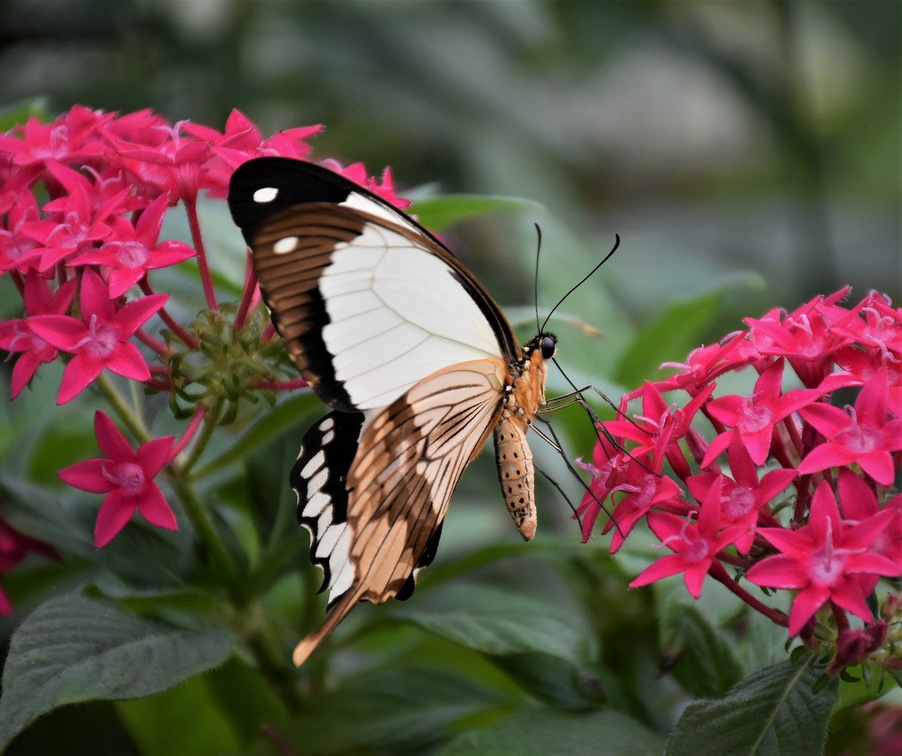 Jardins Exóticos — 4 Jardins Para Se Inspirar e Criar o Seu Próprio!