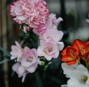 O significado das cores das flores no ano novo