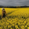 Plantas que Ajudam a Saúde — 4 Flores que Melhoram o Bem-Estar