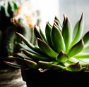 Terra para suculentas | O substrato ideal e dicas para plantar