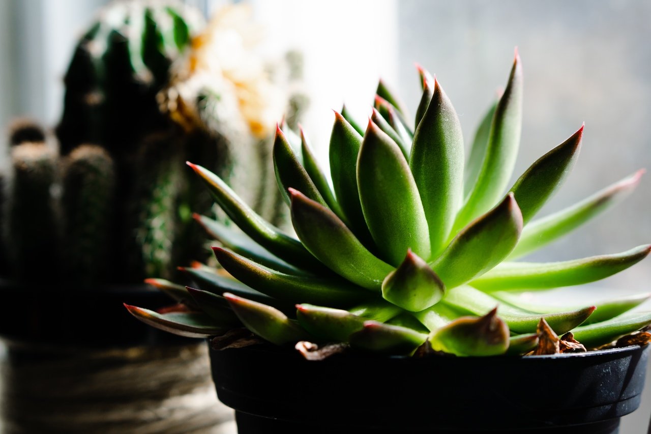 Terra para suculentas | O substrato ideal e dicas para plantar
