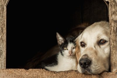 Plantas Pet Friendly| Plantas e flores ideais para quem tem bichinhos em casa