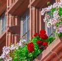 Quais Flores e Plantas que Florescem o Ano Todo?