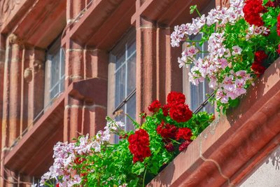 Quais Flores e Plantas que Florescem o Ano Todo?