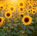 Conheça as Principais Plantas de Sol para Jardim!