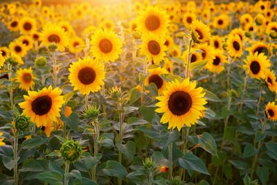 Conheça as Principais Plantas de Sol para Jardim!