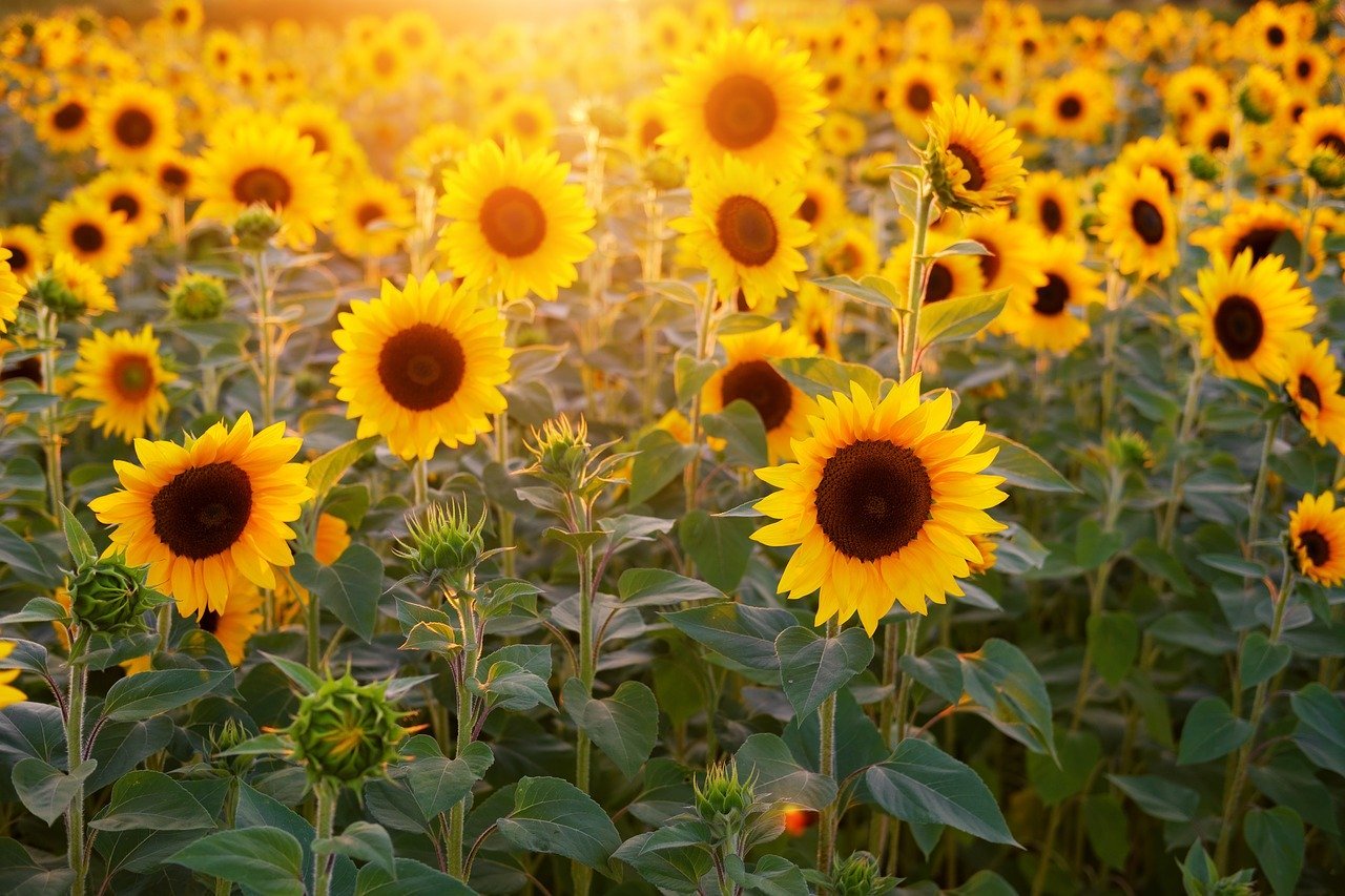 Conheça as Principais Plantas de Sol para Jardim!