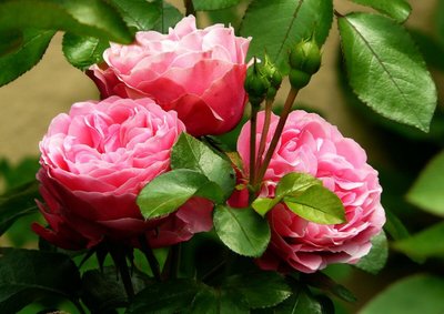 Como Cultivar Roseiras em Casa?
