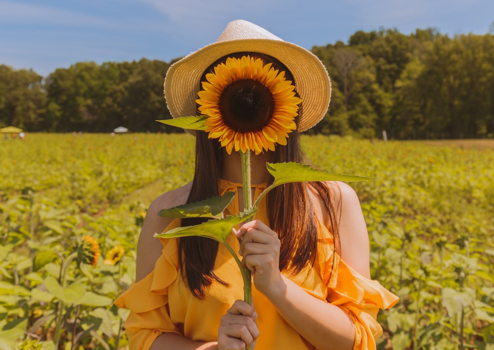 Conheça a Flor Mais Buscada do Ano de 2019 no Brasil!