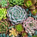 Suculentas com amor: Aprenda a cultivar a sua plantinha
