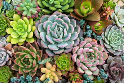 Suculentas com amor: Aprenda a cultivar a sua plantinha