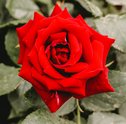 Aprenda a conservar de rosas naturais com a Giuliana Flores
