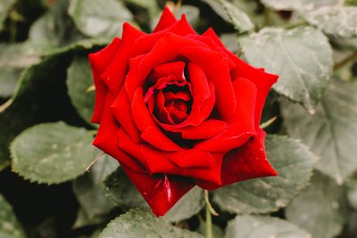 Mostre seu amor com uma rosa
