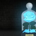 As Rosas Encantadas Neon, um lançamento Giuliana Flores