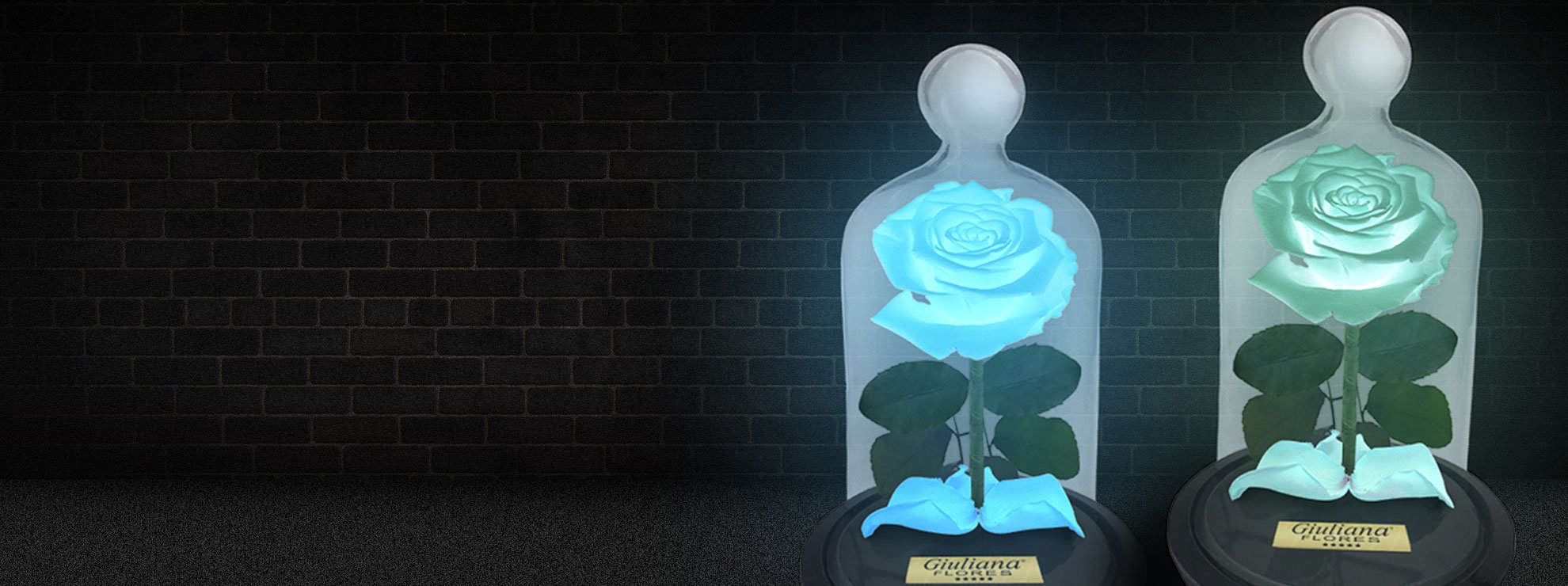 As Rosas Encantadas Neon, um lançamento Giuliana Flores