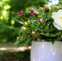 Saiba como cuidar de suas flores durante as férias