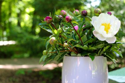 Saiba como cuidar de suas flores durante as férias